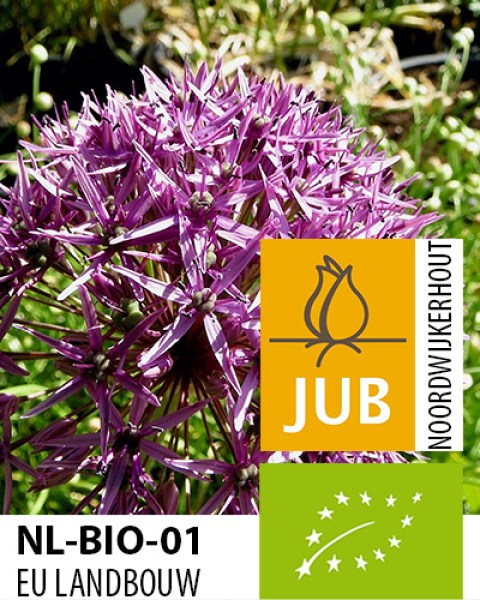 BIO Allium Violet Beauty